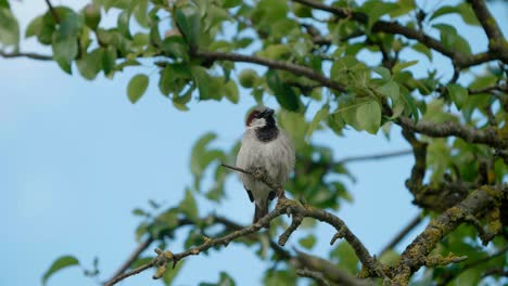 Spatz-Sitzt-Auf-Ästen,-Tierporträt