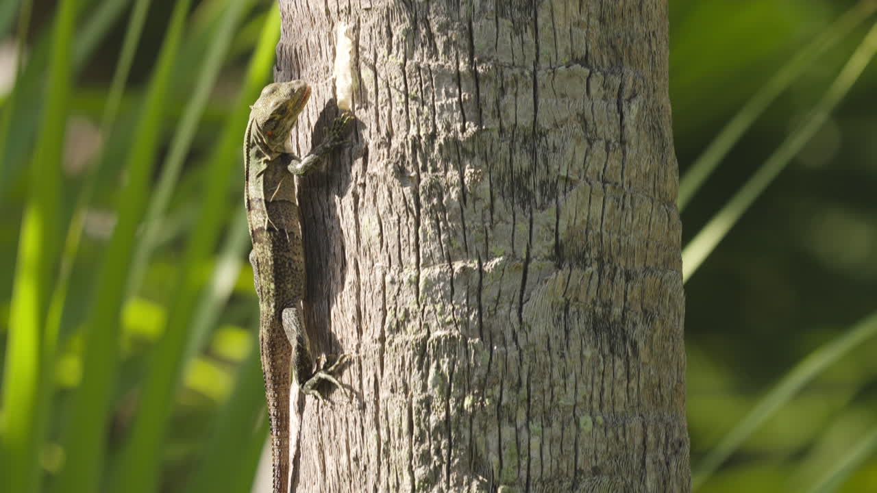Iguana Walking Up Palm Tree and Eating Bark