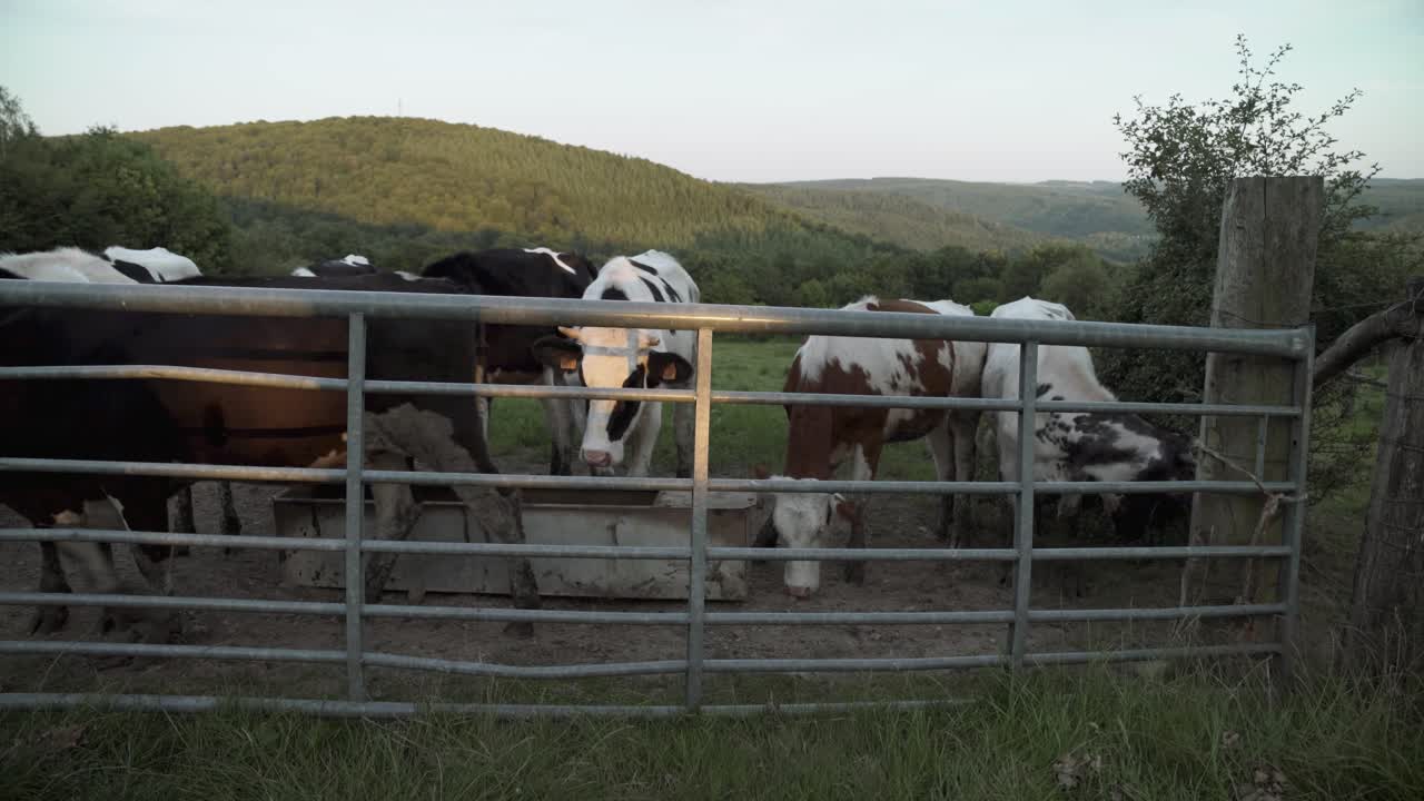 아르덴의 언덕에 있는 일부 소, 라 로슈 앙 아르덴, 벨기에, 유럽, 4k, 25fps