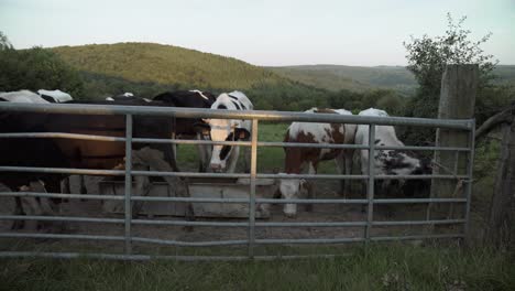 Some-cows-on-the-hills-of-the-Ardennes,-La-Roche-en-Ardenne,-Belgium,-Europe,-4K,-25fps