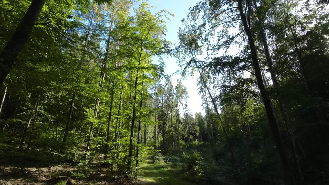 Alberi fitti in una foresta verde e lussureggiante in primavera - ripresa con drone.