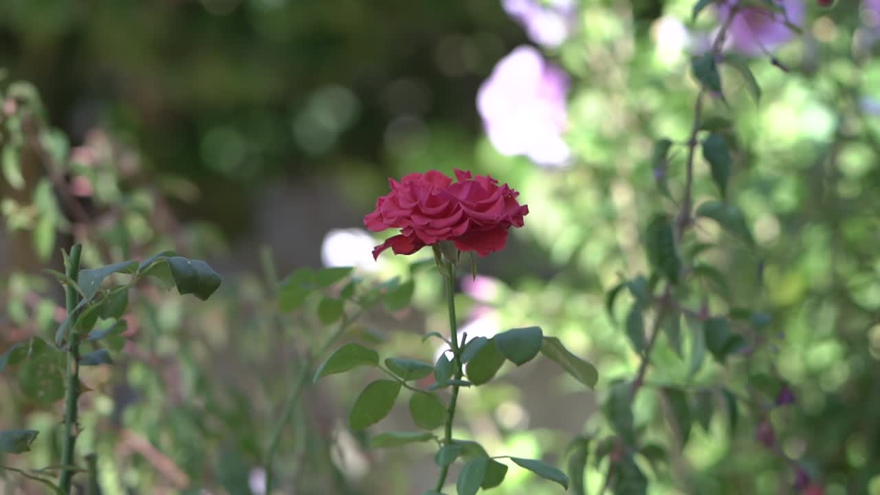 Rød rose, der svajer i vinden.