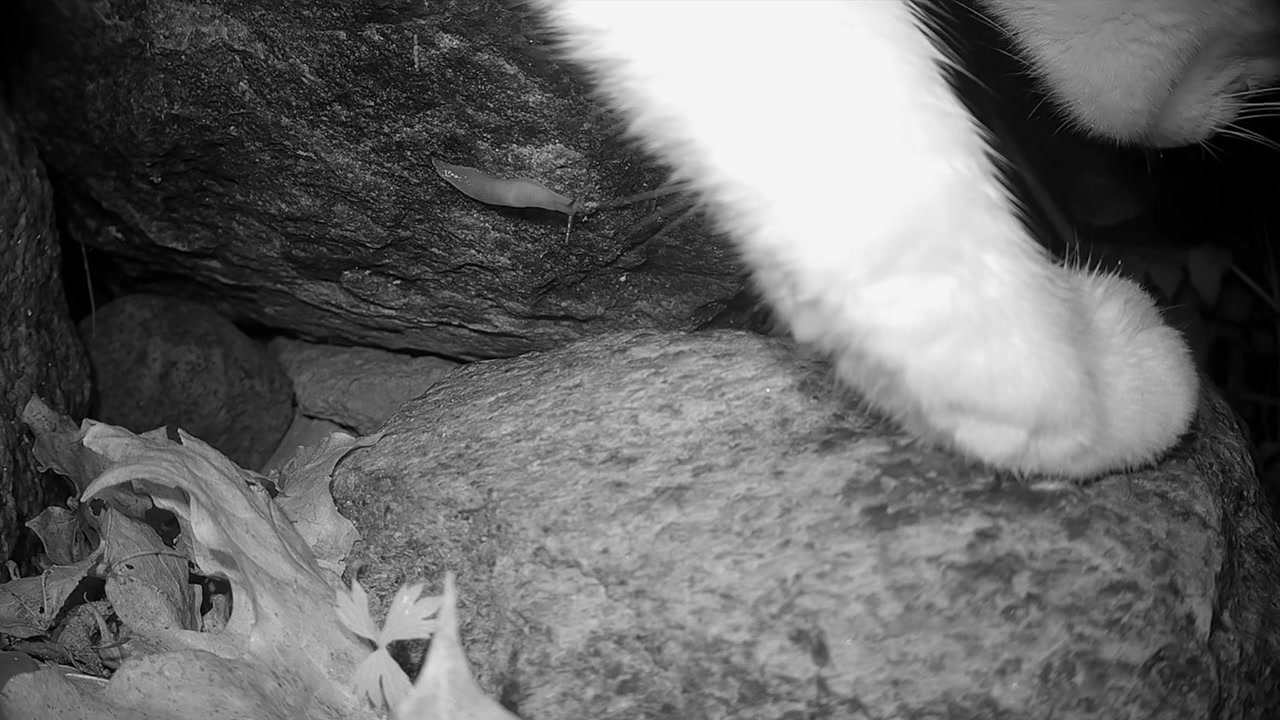 Lumaca dalla testa nera (Krynickillus melanocephalus) su una roccia, calpestata da un gatto domestico