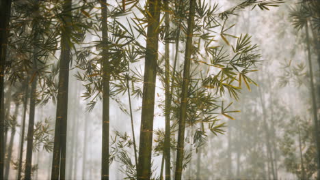 asian bamboo forest with morning sunlight