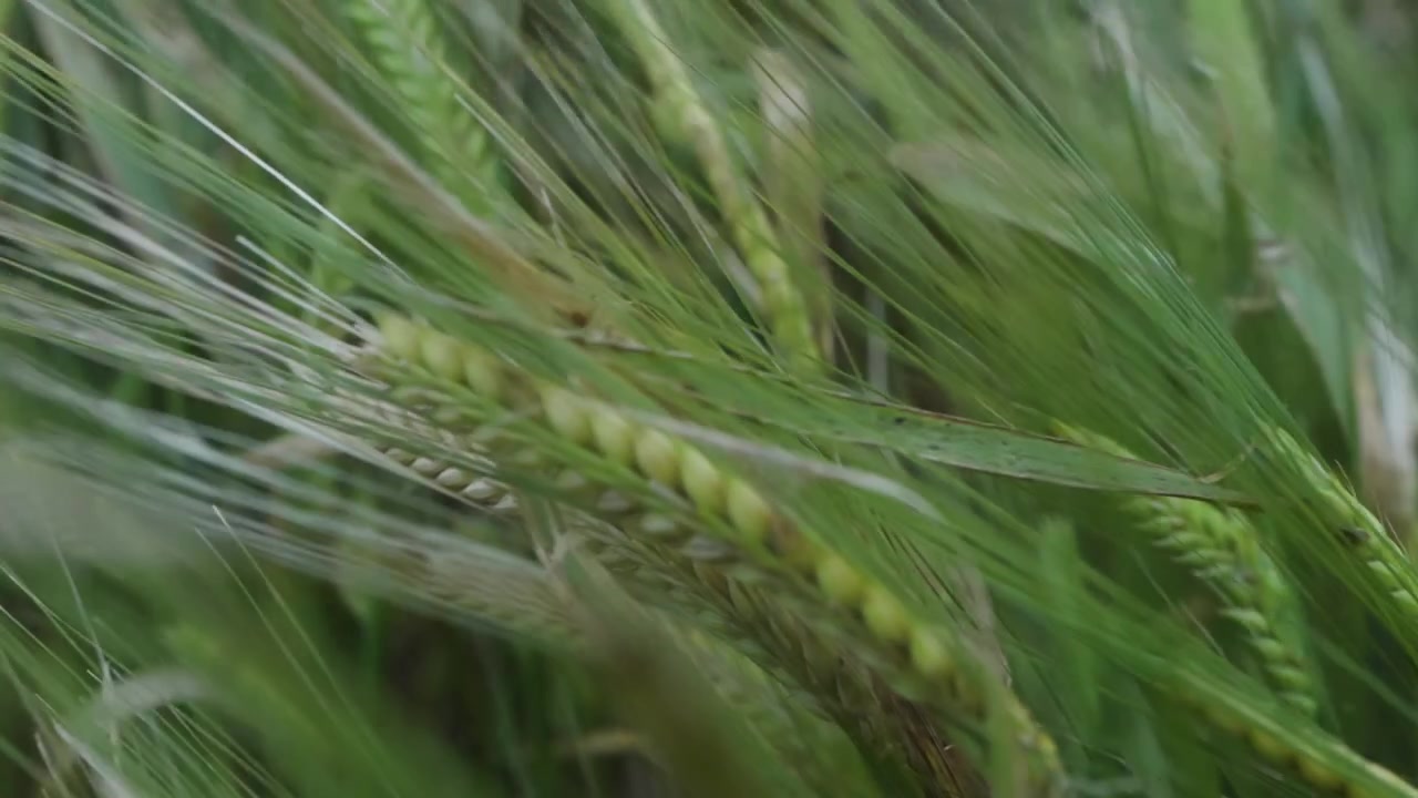 Spighe d'orzo e lunghe reste sfocano davanti all'obiettivo mentre il vento spazza un campo denso al rallentatore