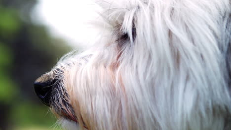 Havanese-looking-around-in-park