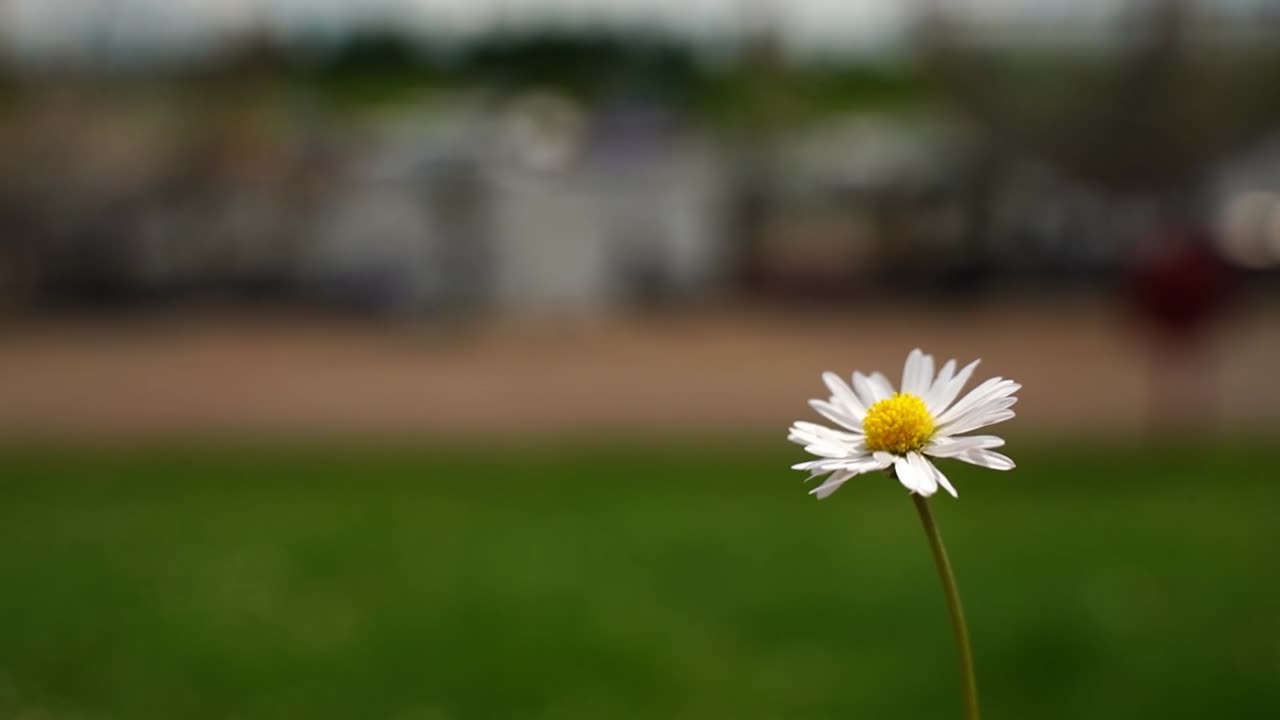 독일 의 노르덴 시 에 있는 어선 들 이 있는 작은 항구 의 초원 에 있는 작은 노란색  ⁇  꽃