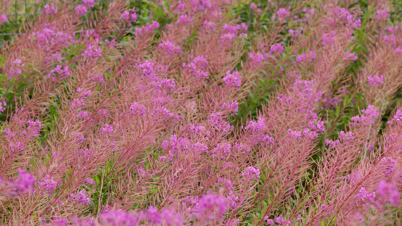 Pink wildflowers sway in the breeze, soft daylight, natural meadow, smooth lateral camera movement