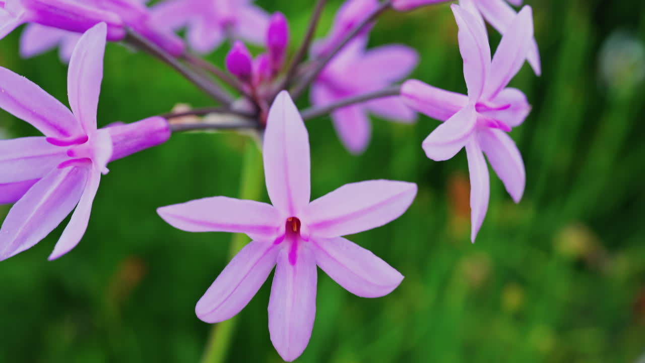 Close up of purple Society Garlic flowers in a garden