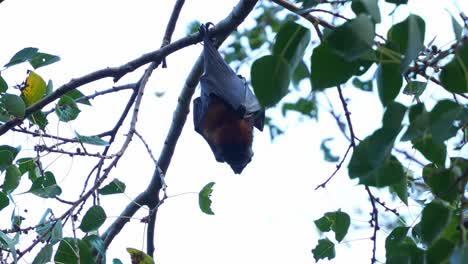 a wild little red flying-fox hanging upside down from a tree branch amidst lush green foliage, close up shot