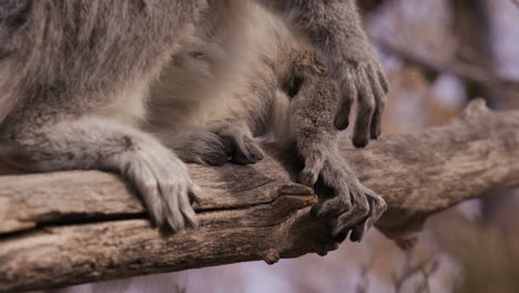 lemur posado en la rama de un árbol - de cerca en las manos y los pies
