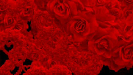 red colorful rose and heart flying animation on black background, love and valentine day