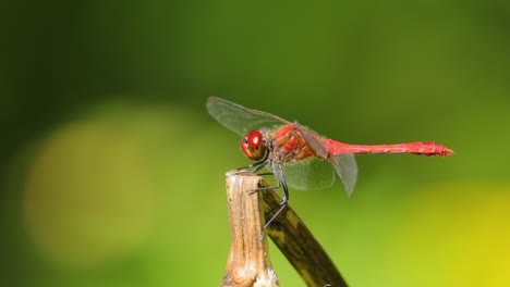 scarlet dragonfly (crocothemis erythraea) is a species of dragonfly in the family libellulidae. its common names include broad scarlet, common scarlet darter.