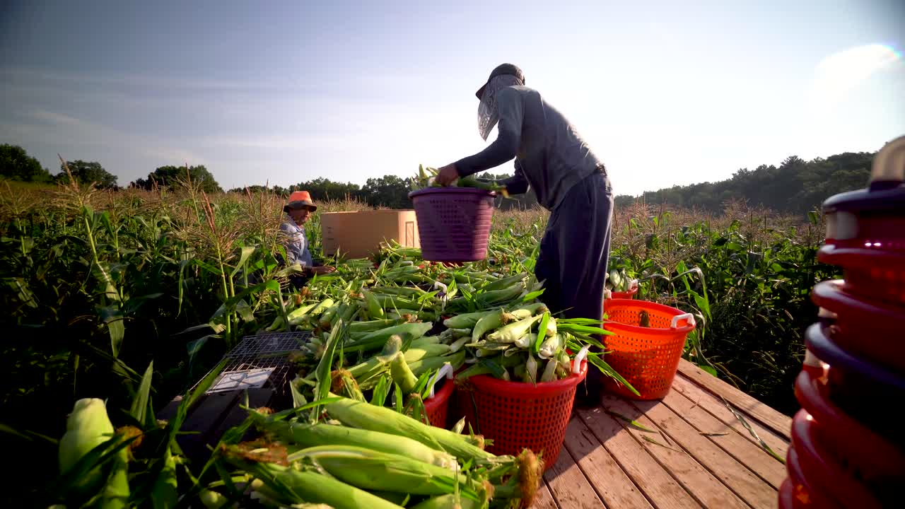 en la cama plana detrás del tractor moviendo las cestas de maíz alrededor