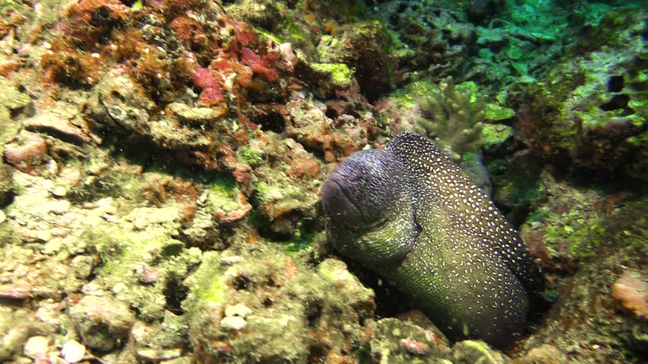 anguila de boca amarilla agitada en una grieta en un arrecife de coral