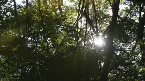 reflejo de la luz del sol asomando a través de los árboles del bosque cámara lenta 24fps