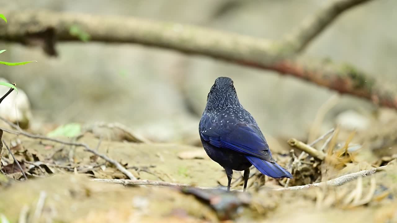 Paesaggio boschivo tranquillo che cattura autentiche interazioni di avifauna in un ambiente ombreggiato