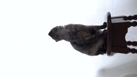 vertical video