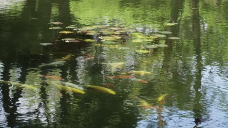 Koi-fische-Schwimmen-Auf-Teich-Im-Garten-Des-Koreanischen-Tempels