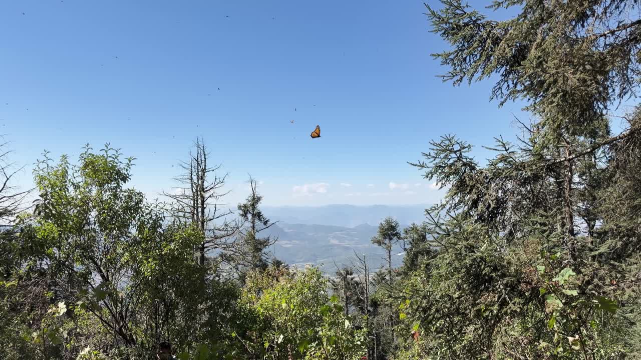 Mariposas monarca revoloteando en santuario forestal bajo cielo despejado, escena de naturaleza serena