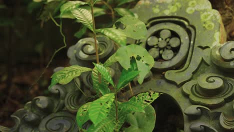 Alte-Japanische-Ruine,-Dachbogen-Auf-Waldboden,-Während-Die-Natur-Den-Ort-Zurückerobert