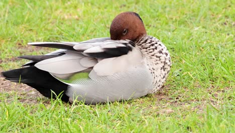 duck grooming on grass at great ocean road