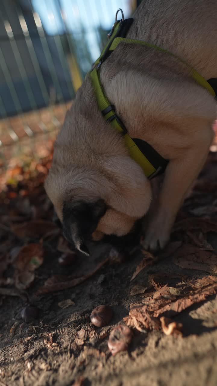 Pug Searching for Conkers in Autumn Leaves