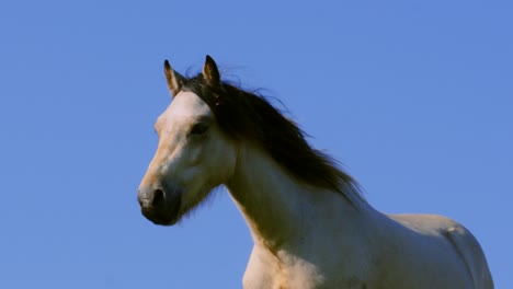 wild white horse turning head in elegant way in slow motion with blue sky background 4k