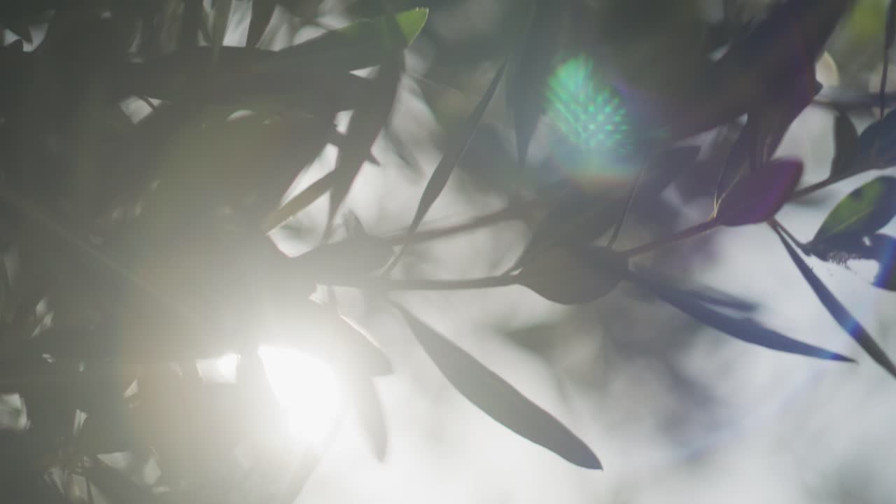 fotografía en cámara lenta de las hojas de los olivos con llamaradas de luz solar