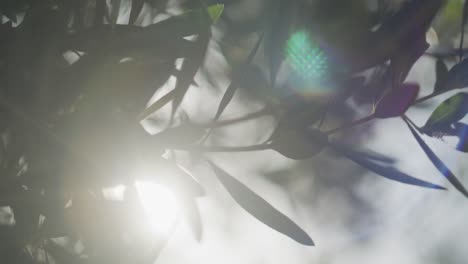 close slow motion shot of olive tree leaves with sun light flares