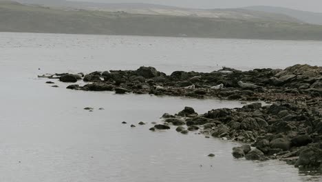 Focas-Sin-Orejas-En-Una-Playa-Rocosa-En-La-Costa-Irlandesa,-Cámara-Lenta