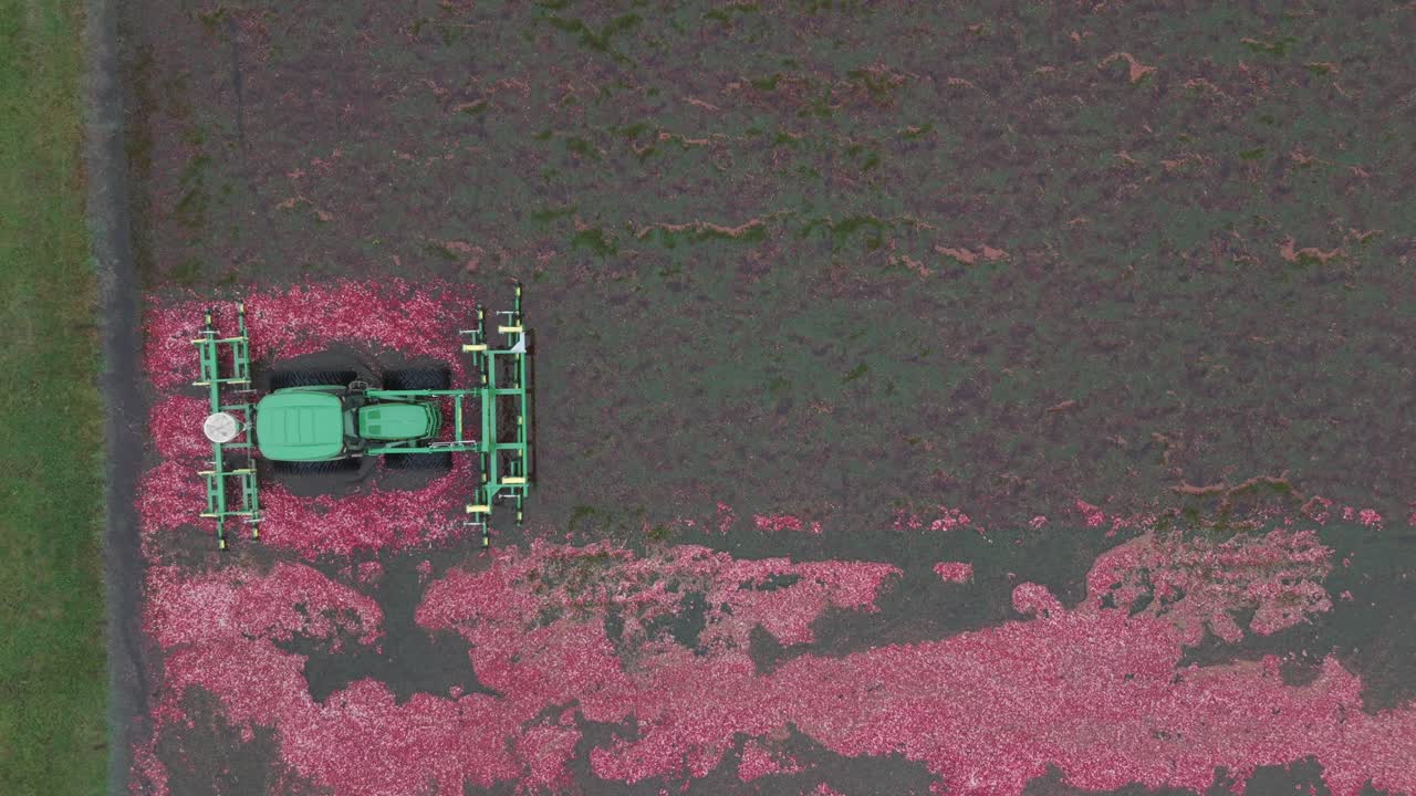 A harrow tractor mows a Wisconsin cranberry bog, knocking buoyant cranberries off the vine