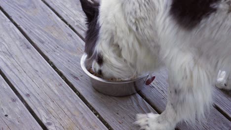 暖かいボーダー ・ コリーの群れの犬のキブル ペット フードを持っています。