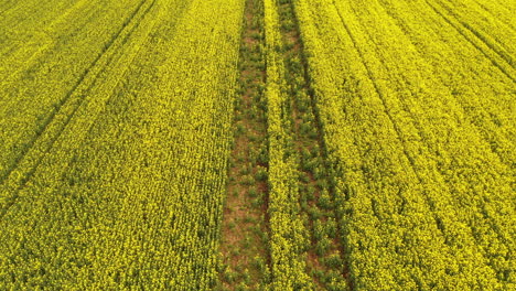 Toma-Aérea-De-La-Plantación-De-Colza-Canola-En-Flor