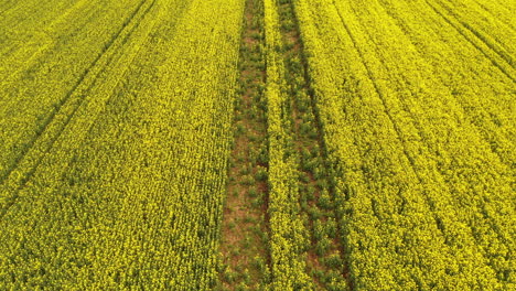toma aérea de la plantación de colza canola en flor