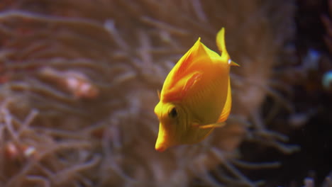 pez amarillo en cámara lenta nadando en el acuario