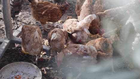 brown chickens on a farm
