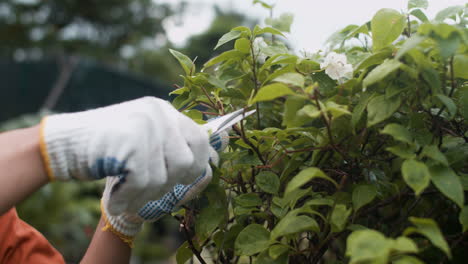 el jardinero podando ramas