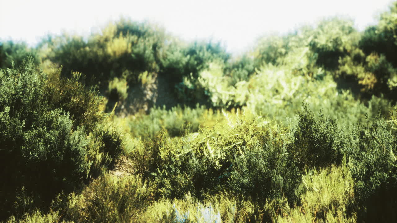 Lush green vegetation thriving under bright sunlight in a serene landscape