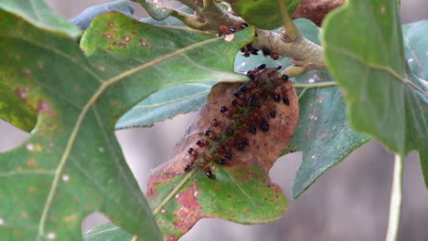 hormigas carpinteras alineadas y forrajeando excreciones de larvas de áfidos, hd