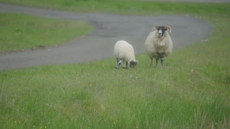 Schafe-Und-Ein-Lamm-Grasen-Und-Stehen-Am-Rand-Einer-Einspurigen-Straße