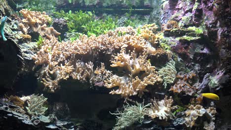 coral reef and fish in underwater aquarium