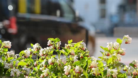 A-blooming-flower-bed-in-front-of-an-urban-background-with-multiple-vehicles-driving-through-frame