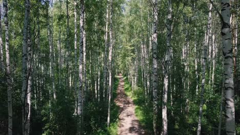 birch forest path