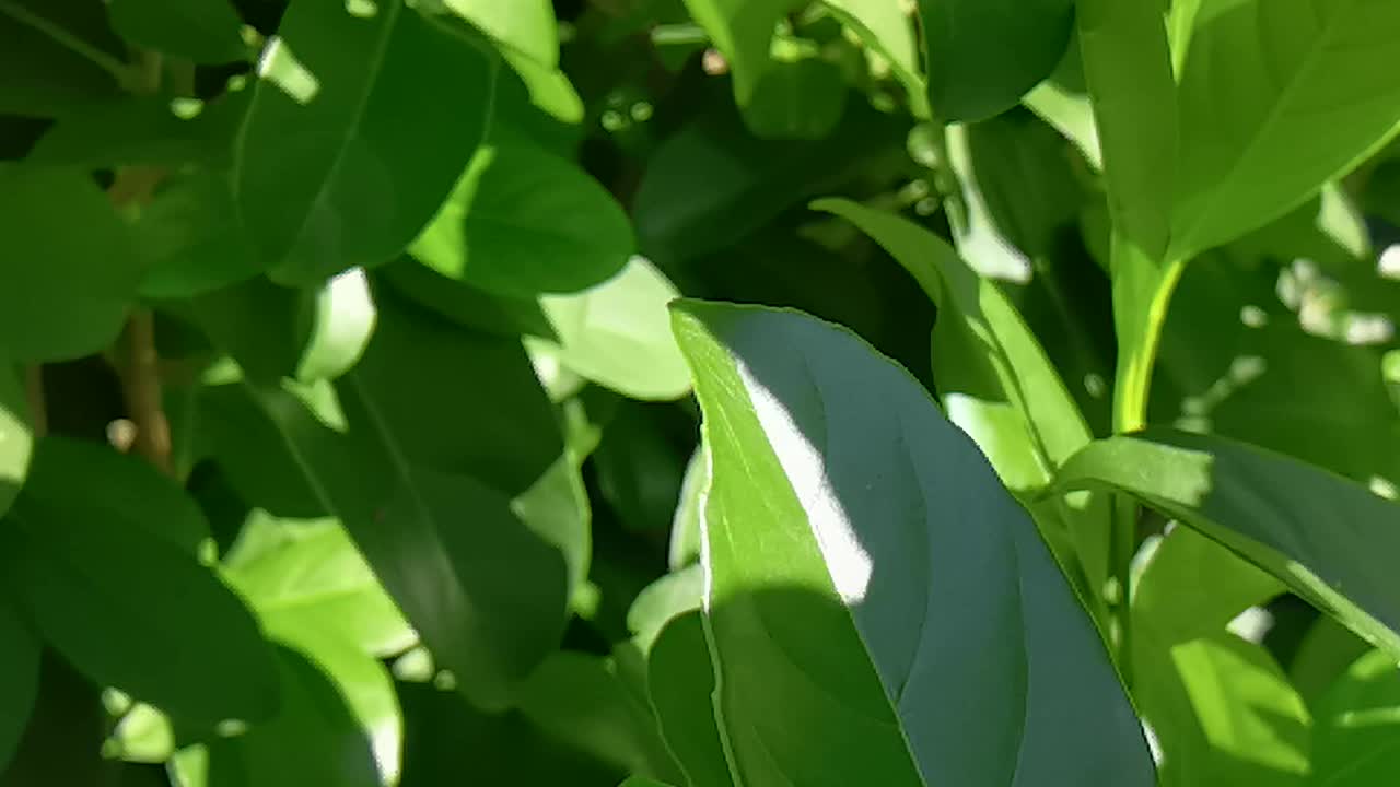 the dragonfly takes off from leaf slow-motion video