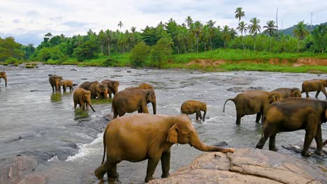 asian elephant，elephants in sri lanka parks, wildlife rescue sites, protecting elephants，the elephant in the help station is freely playing in the water