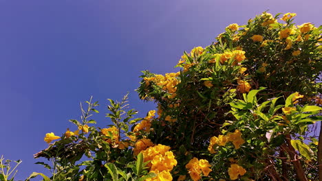 Gelbe-Bougainvillea-Gärten-An-Einem-Sonnigen-Und-Hellen-Tag