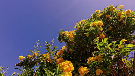 yellow bougainvillea gardens in a sunny and bright day