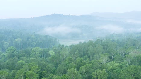 Hermoso-Bosque---Vista-Aérea-De-La-Plantación-De-Café-En-La-Niebla-De-La-Mañana-En-El-Sur-De-La-India