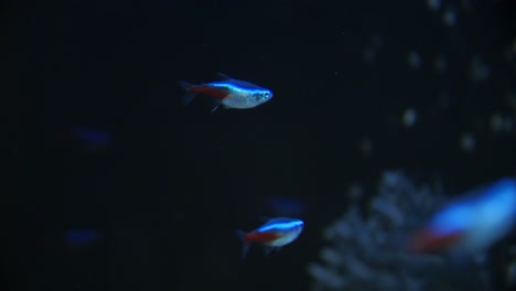 neon tetras in aquarium